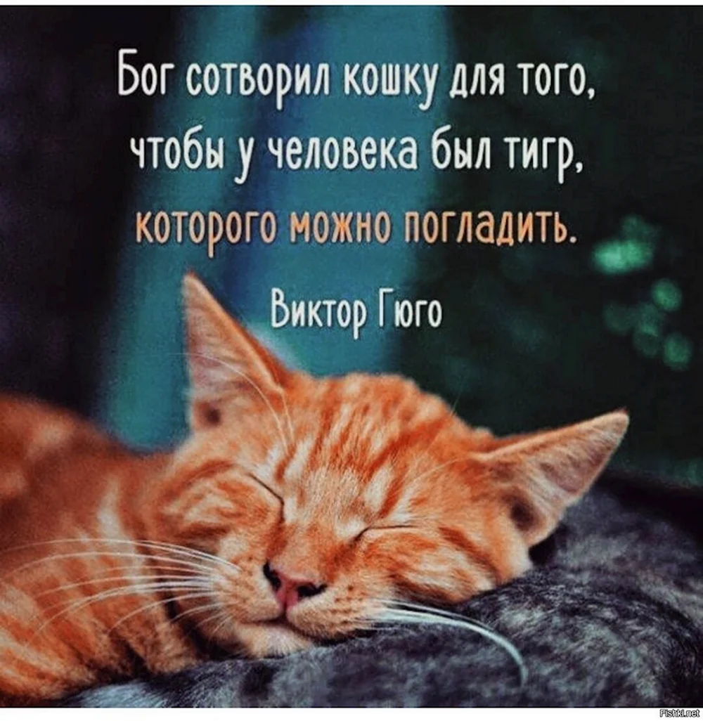 Котики цитаты - 30 шт.